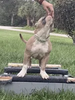 Fawn/White Male, a male American Bully for sale in Flagler Beach, FL – 4 of 8