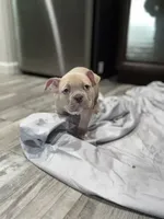 Blue Fawn/White Male, a male American Bully for sale in Flagler Beach, FL – Photo 4 of 9