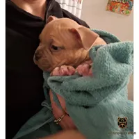 Blue Fawn/White Male, a male American Bully for sale in Flagler Beach, FL – Photo 8 of 9