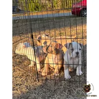 Blue Fawn/White Male, a male American Bully for sale in Flagler Beach, FL – Photo 7 of 9