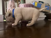 Blue Fawn/White Male, a male American Bully for sale in Flagler Beach, FL – Photo 9 of 9