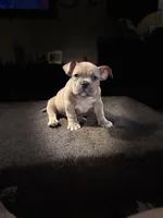 Blue Fawn/White Male, a male American Bully for sale in Flagler Beach, FL – Photo 2 of 9