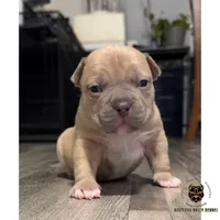 Blue Fawn/White Male, a male American Bully for sale in Flagler Beach, FL – Photo 5 of 9