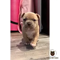 Blue Fawn/White Male, a male American Bully for sale in Flagler Beach, FL – Photo 6 of 9