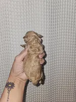 Dark Apricot Maltipoo Girl , a female Maltipoo for sale in Greenville, SC – 8 of 8