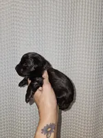 Dark Chocolate Maltipoo Boy 2, a male Maltipoo for sale in Greenville, SC – 2 of 8