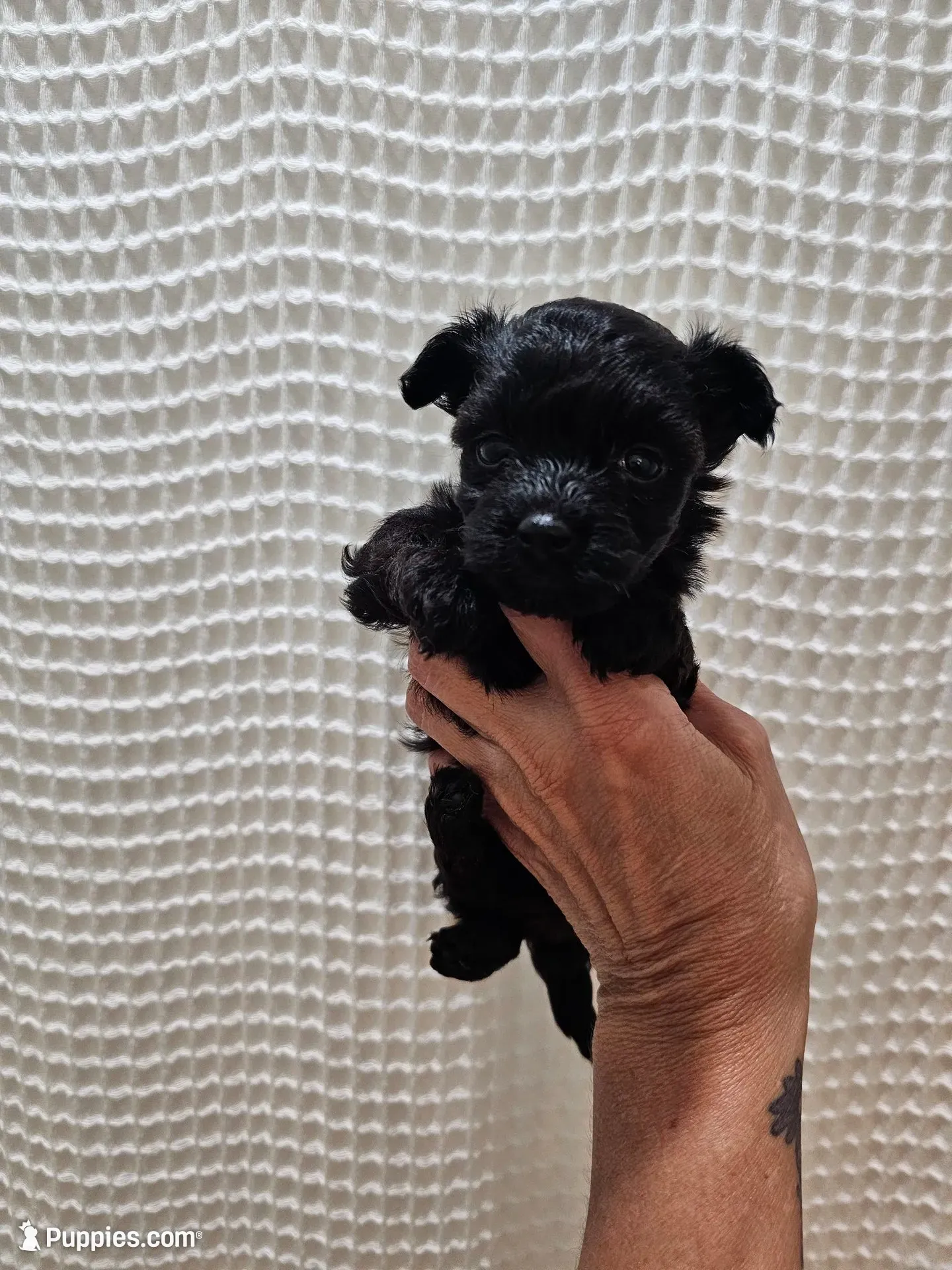 Yorkipoo Girl, a female Yorkshire Terrier and Poodle - Toy  for sale in Greenville, SC – 4 of 7