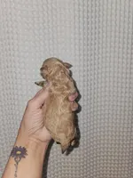 Dark Apricot Maltipoo Girl , a female Maltipoo for sale in Greenville, SC – 3 of 8
