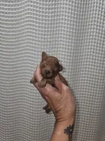 Red Maltipoo Girl 1, a female Maltipoo for sale in Greenville, SC – 4 of 8