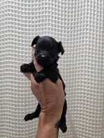 Yorkipoo Boy 2, a male Yorkshire Terrier and Poodle - Toy  for sale in Greenville, SC – 4 of 7
