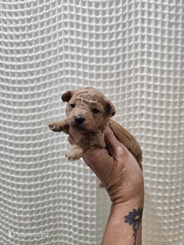 MaltipooGirl – Maltipoo puppy for sale in Greenville, SC