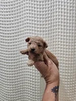 MaltipooGirl, a female Maltipoo for sale in Greenville, SC – 1 of 8