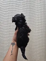 Yorkipoo Boy 2, a male Yorkshire Terrier and Poodle - Toy  for sale in Greenville, SC – 3 of 7