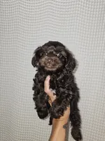 Dark Chocolate Maltipoo Boy 1, a male Maltipoo for sale in Greenville, SC – 8 of 8