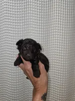 Dark Chocolate Maltipoo Boy 2, a male Maltipoo for sale in Greenville, SC – 8 of 8