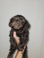 Dark Chocolate Maltipoo Boy 1, a male Maltipoo for sale in Greenville, SC – 4 of 8