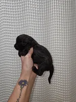 Dark Chocolate Maltipoo Boy 1, a male Maltipoo for sale in Greenville, SC – 2 of 8