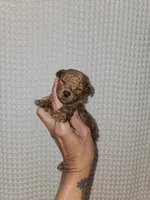 Red Maltipoo Girl , a female Maltipoo for sale in Greenville, SC – 3 of 8