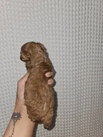 Red Maltipoo Girl , a female Maltipoo for sale in Greenville, SC – 2 of 8