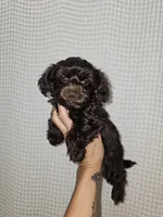 Dark Chocolate Maltipoo Boy 2, a male Maltipoo for sale in Greenville, SC – 1 of 8