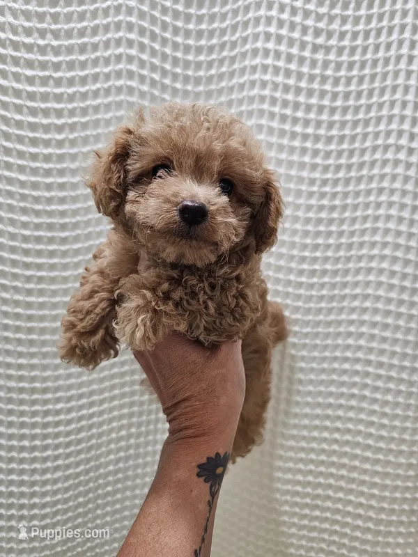 MaltipooGirl – Maltipoo puppy for sale in Greenville, SC