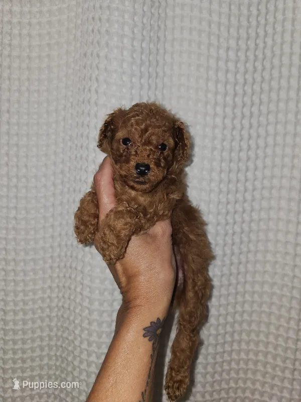 Red Maltipoo Girl  – Maltipoo puppy for sale in Greenville, SC