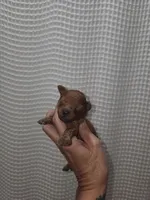 Red Maltipoo Girl 1, a female Maltipoo for sale in Greenville, SC – 7 of 8