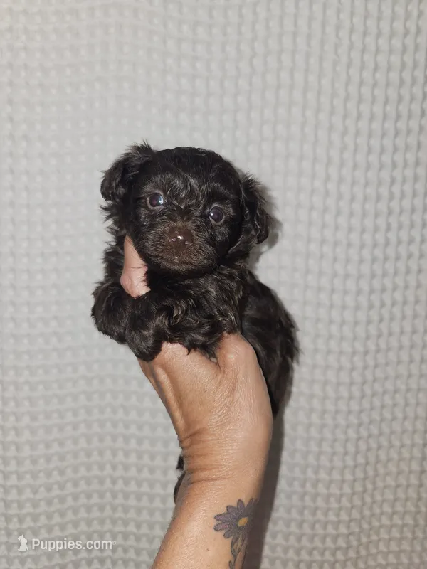Dark Chocolate Maltipoo Boy 2 – Maltipoo puppy for sale in Greenville, SC