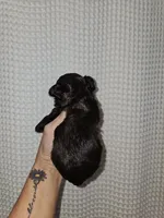 Dark Chocolate Maltipoo Boy 2, a male Maltipoo for sale in Greenville, SC – 5 of 8