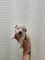 MaltipooBoy, a male Maltipoo for sale in Greenville, SC – 8 of 8