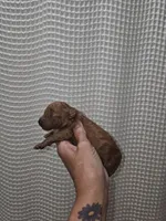 Red Maltipoo Girl 1, a female Maltipoo for sale in Greenville, SC – 5 of 8