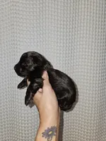 Dark Chocolate Maltipoo Boy 2, a male Maltipoo for sale in Greenville, SC – 7 of 8