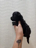 Yorkipoo Girl, a female Yorkshire Terrier and Poodle - Toy  for sale in Greenville, SC – 2 of 7