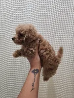 MaltipooGirl, a female Maltipoo for sale in Greenville, SC – 2 of 8