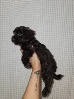 Dark Chocolate Maltipoo Boy 2, a male Maltipoo for sale in Greenville, SC – 3 of 8