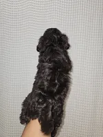 Dark Chocolate Maltipoo Boy 1, a male Maltipoo for sale in Greenville, SC – 2 of 8
