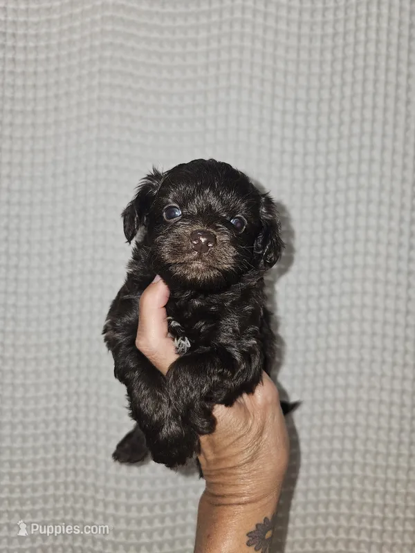 Dark Chocolate Maltipoo Boy 1 – Maltipoo puppy for sale in Greenville, SC