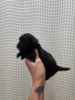 Yorkipoo Boy 1, a male Yorkshire Terrier and Poodle - Toy  for sale in Greenville, SC – 2 of 7