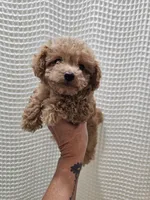 MaltipooGirl, a female Maltipoo for sale in Greenville, SC – 4 of 8