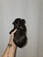 Dark Chocolate Maltipoo Boy 2, a male Maltipoo for sale in Greenville, SC – 3 of 8