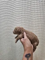 MaltipooGirl, a female Maltipoo for sale in Greenville, SC – 4 of 8
