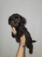 Dark Chocolate Maltipoo Boy 2, a male Maltipoo for sale in Greenville, SC – 7 of 8