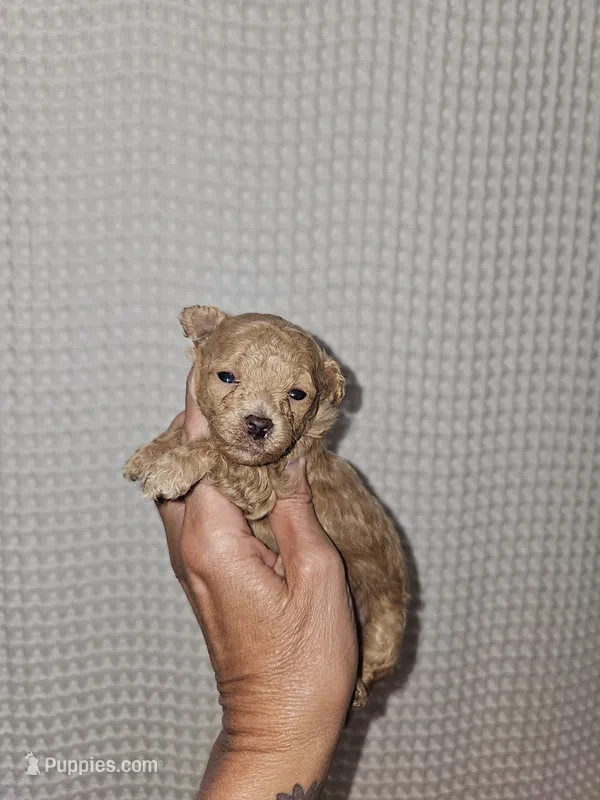 Dark Apricot Maltipoo Girl  – Maltipoo puppy for sale in Greenville, SC
