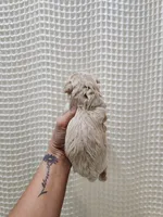 MaltipooBoy, a male Maltipoo for sale in Greenville, SC – 7 of 8