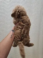 MaltipooGirl, a female Maltipoo for sale in Greenville, SC – 3 of 8