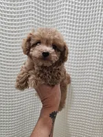 MaltipooGirl, a female Maltipoo for sale in Greenville, SC – 7 of 8