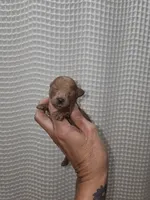Red Maltipoo Girl 2, a female Maltipoo for sale in Greenville, SC – 4 of 8