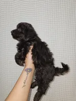 Dark Chocolate Maltipoo Boy 1, a male Maltipoo for sale in Greenville, SC – 3 of 8