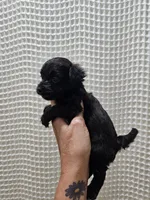 Yorkipoo Boy 2, a male Yorkshire Terrier and Poodle - Toy  for sale in Greenville, SC – 2 of 7