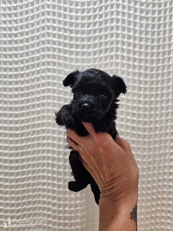 Yorkipoo Girl – Yorkshire Terrier, Poodle - Toy  puppy for sale in Greenville, SC